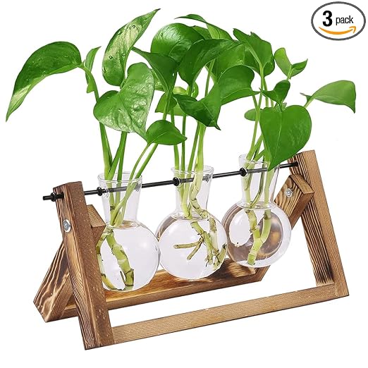 Latest Deal On HASTHIP 3Pcs Money Plant Glass Pot with Wooden Stand, Home Decor - Dealsified