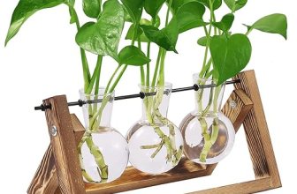 HASTHIP 3Pcs Money Plant Glass Pot with Wooden Stand, Home Decor