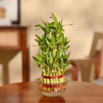 Ugaoo Ready-to-Use Potting Soil for Plants 5 Kg
