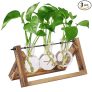 HASTHIP 3Pcs Money Plant Glass Pot with Wooden Stand, Home Decor
