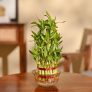 Ugaoo Ready-to-Use Potting Soil for Plants 5 Kg